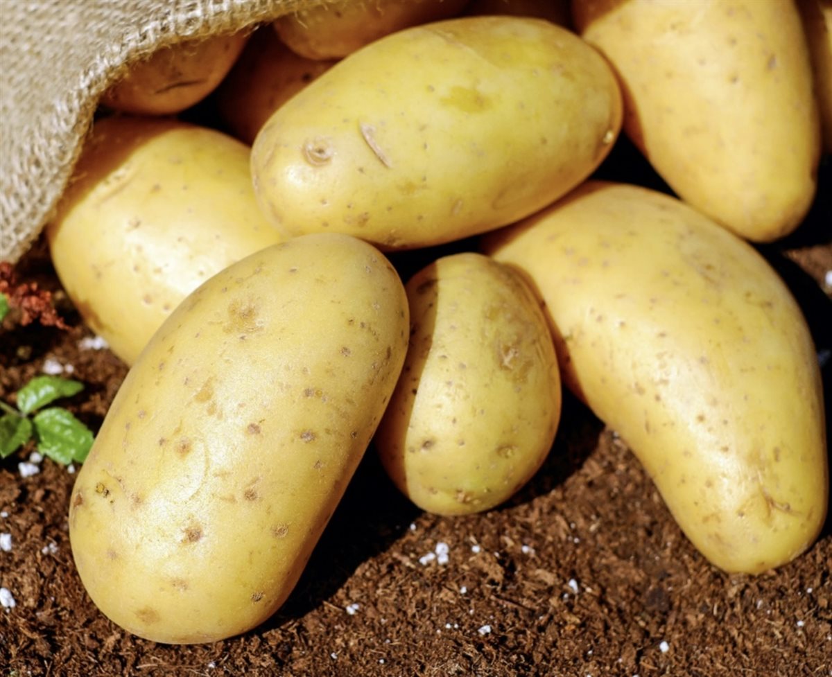 البطاطس