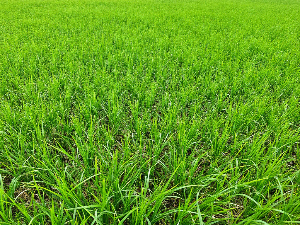 عشب