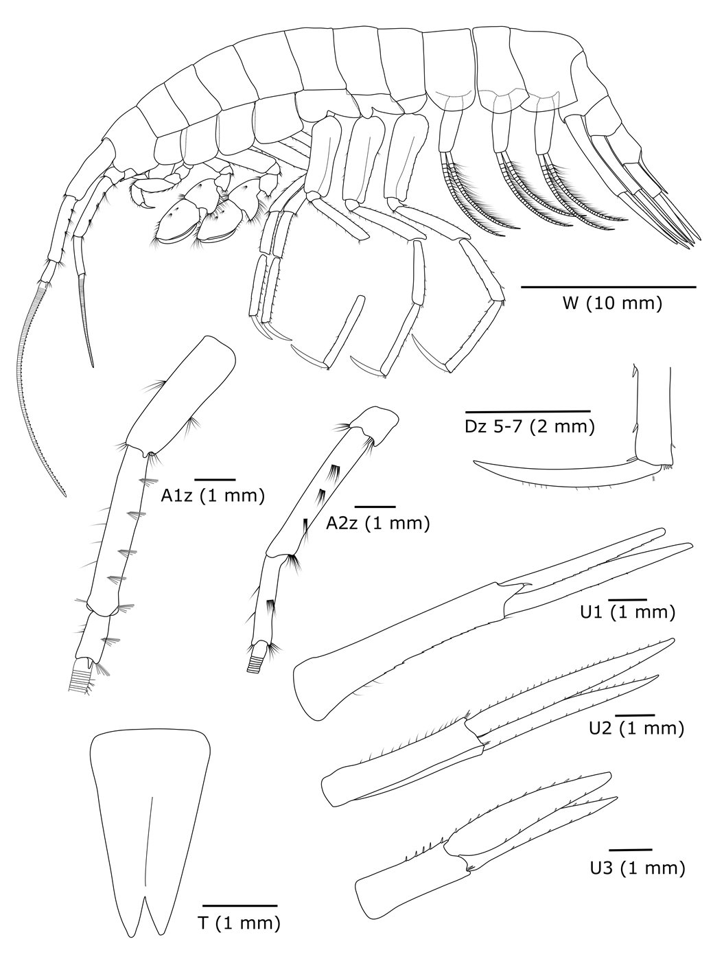 <i>Dulcibella camanchaca ,Credit: Woods Hole Oceanographic Institution</i>