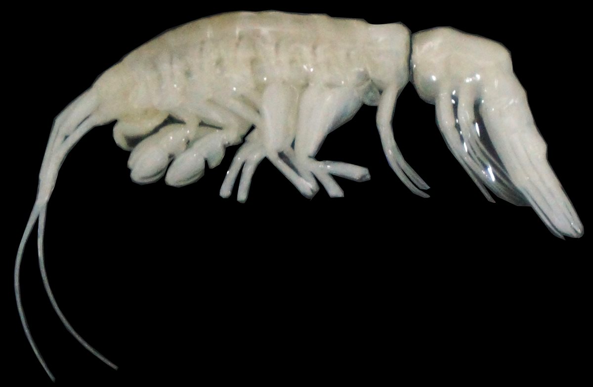 <i>Dulcibella camanchaca ,Credit: Woods Hole Oceanographic Institution</i>