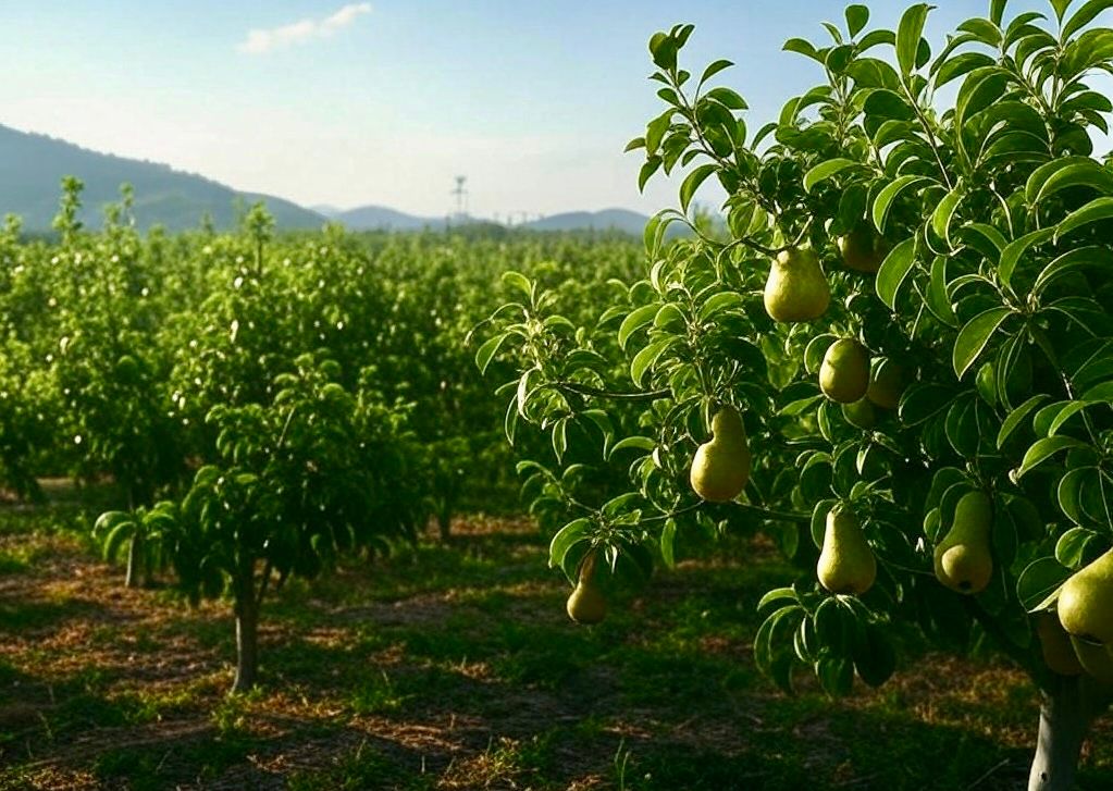 زراعة الكمثرى لونيا  الصين تشجيانغ ارشيفية credit montahanews