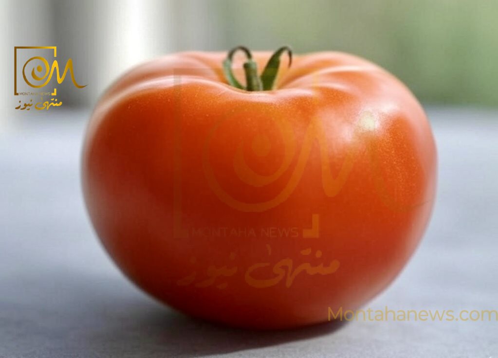 الطماطم