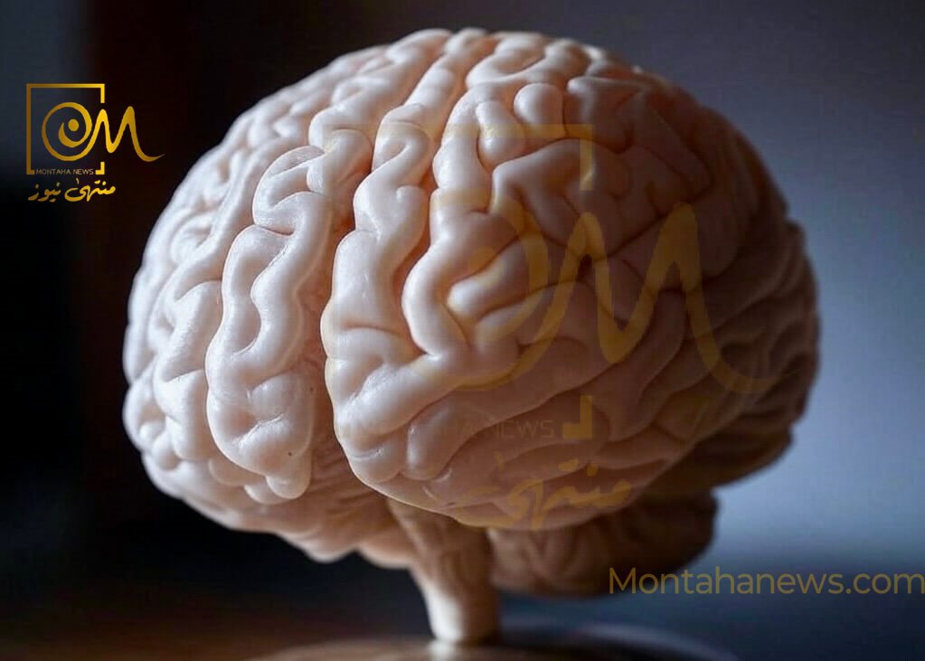دراسة حديثة تكشف كيف يعالج الدماغ الكلمات