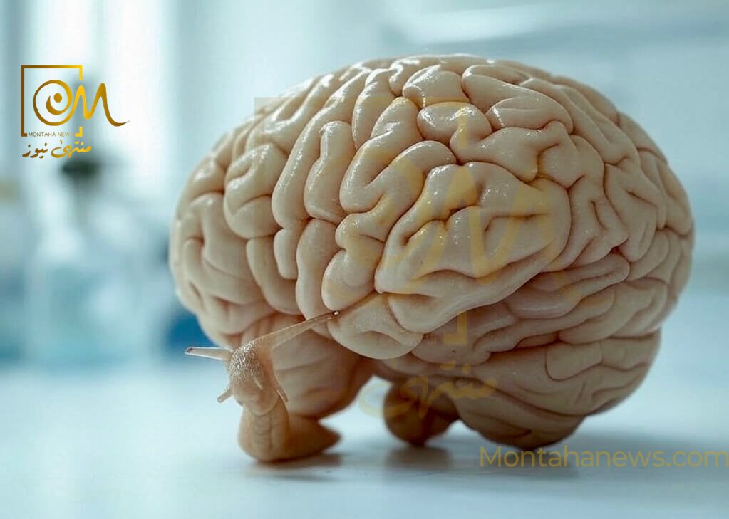 دراسة حديثة تكشف كيف يعالج الدماغ الكلمات