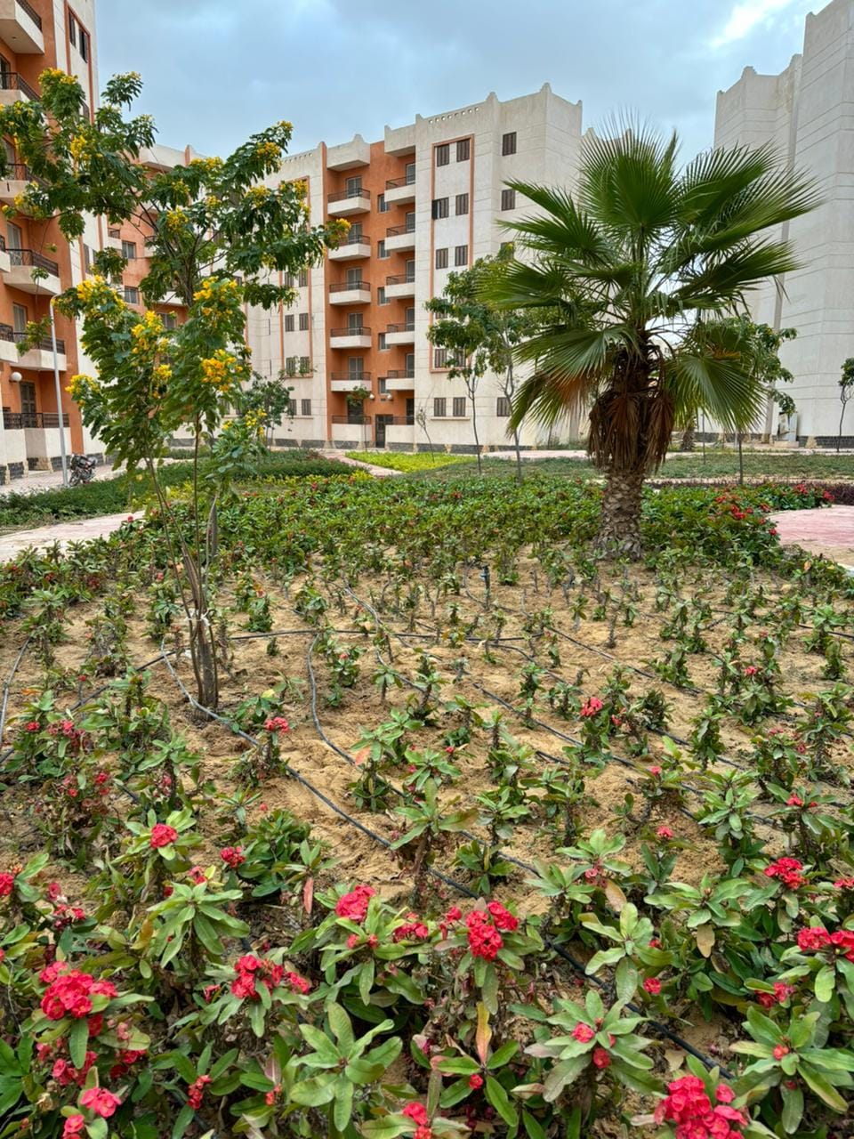 مشروعات تنموية كبرى في برج العرب الجديدة