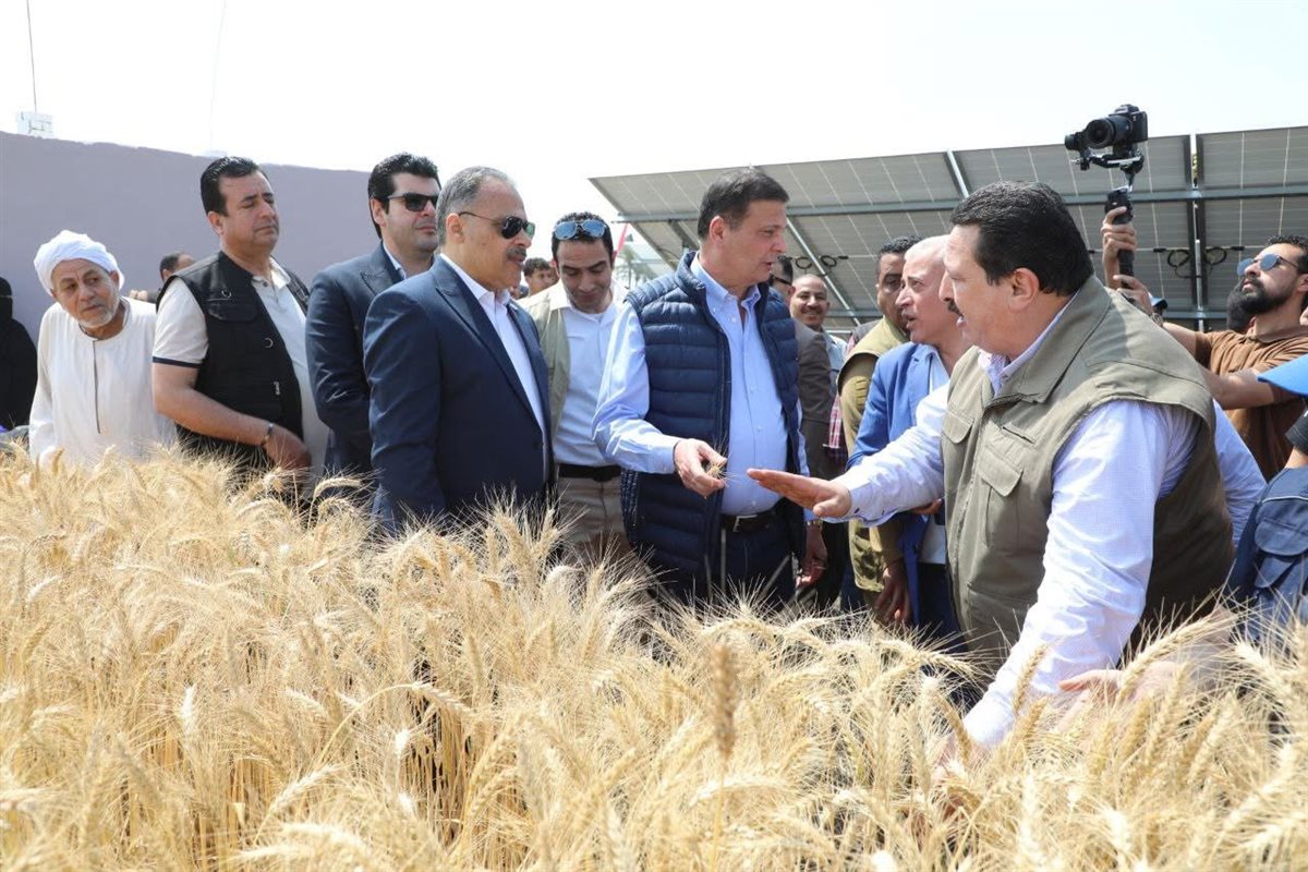 موسم حصاد القمح ينطلق بمحافظة الشرقية بدعم وزاري