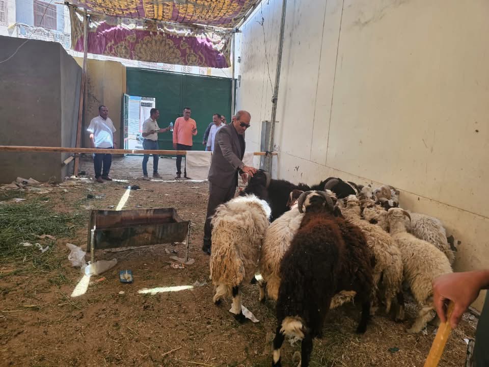 خراف حية معروضة في شادر الأضاحي بالأقصر