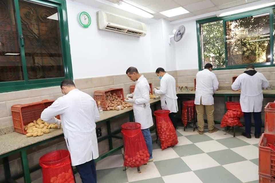 فحص أكثر من 1.3 مليون طن بطاطس مائدة للتصدير منذ بداية الموسم