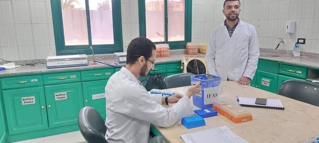 فحص أكثر من 1.3 مليون طن بطاطس مائدة للتصدير منذ بداية الموسم