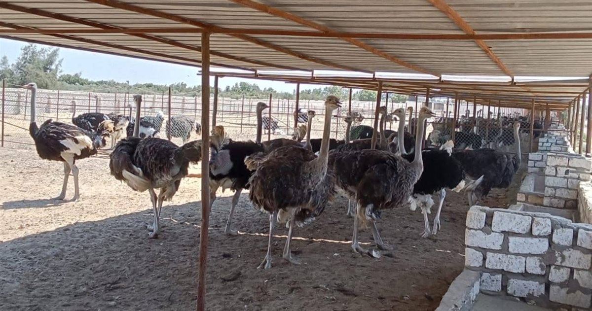 مشروع استثماري ضخم لدعم تربية النعام في مصر