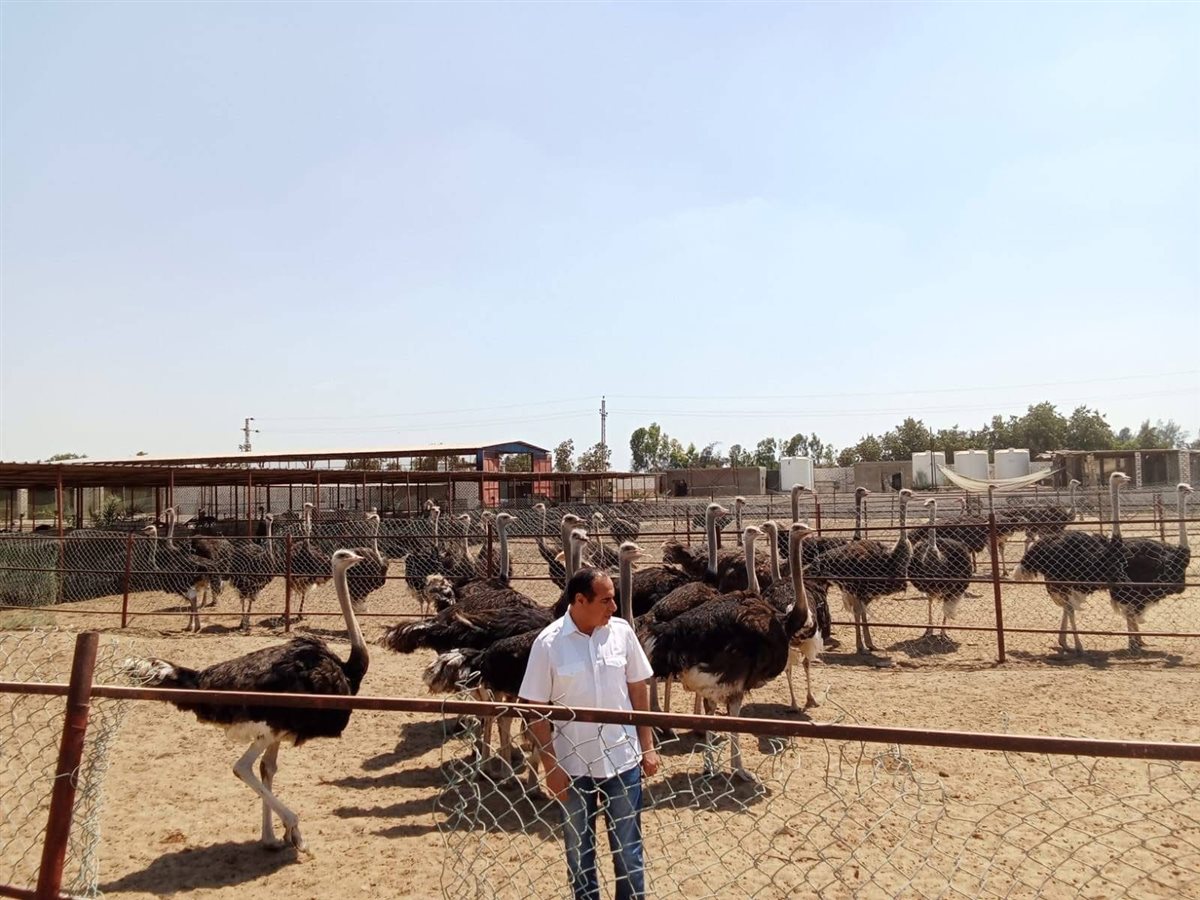 محطة متطورة لتفريخ بيض النعام وتحسين الإنتاج