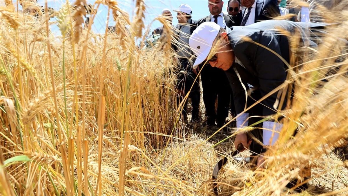 زيادة مساحات الأرز والقمح وحل أزمة الأسمدة في كفرالشيخ