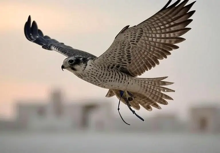 تجهيزات أسلحة الصيد الحديثة في كتارا قطر 2025