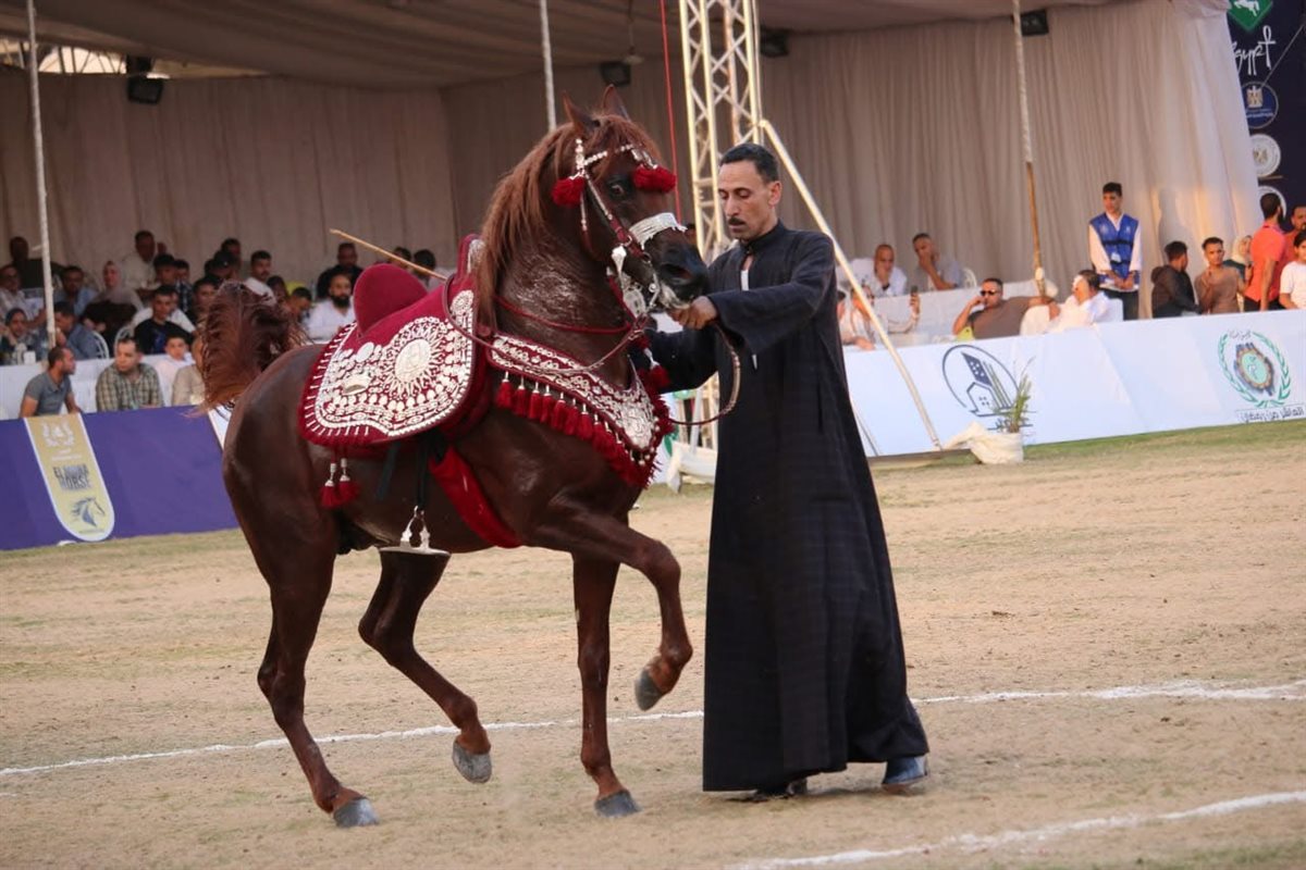 عرض جمال الخيل في مهرجان الشرقية للخيول العربية