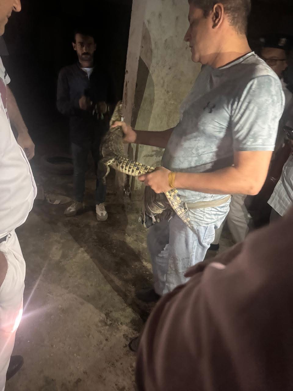 العثور على تمساح نيلي بحدائق الأهرام في الجيزة