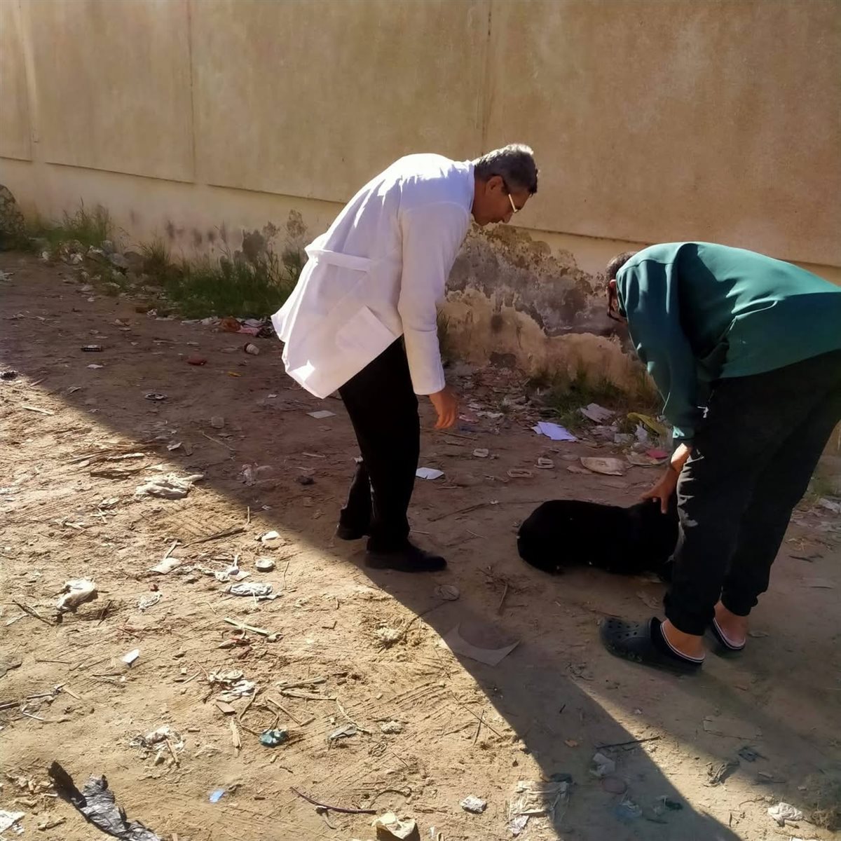 تطعيم الكلاب لحماية المواطنين بدمياط