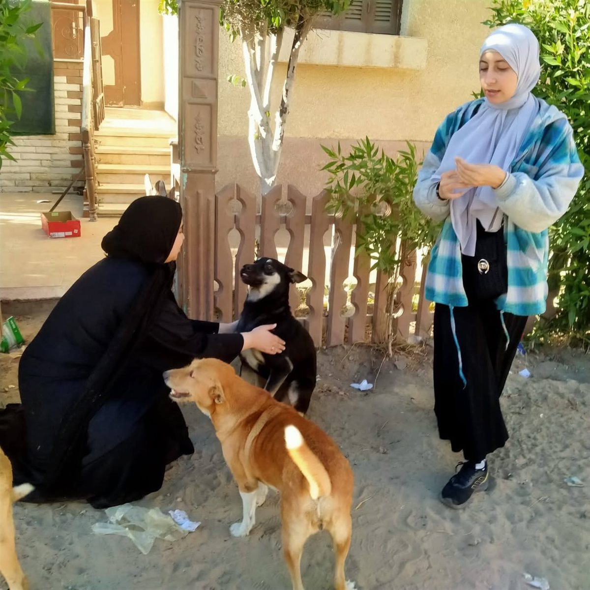 حملة تطعيم الكلاب بدمياط