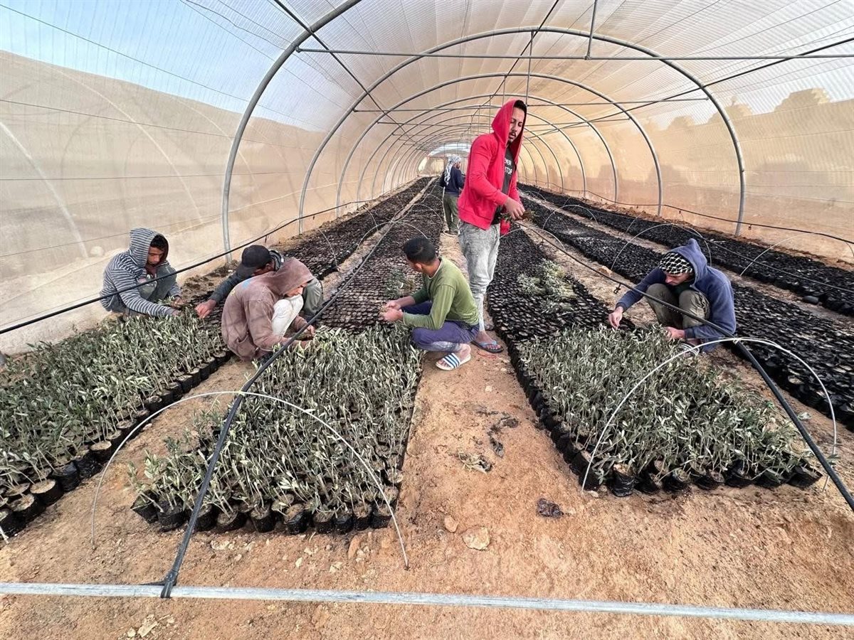 وزارة الزراعة تحتفل باليوم العالمي لشجرة الزيتون