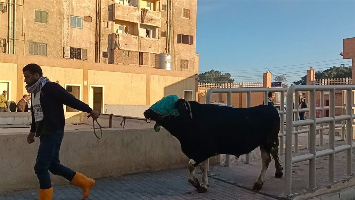 مجزر دسوق يدخل الخدمة التجريبية قبل الافتتاح الرسمي