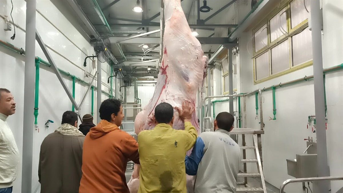 محافظة كفرالشيخ تبدأ تشغيل مجزر دسوق نصف آليًا