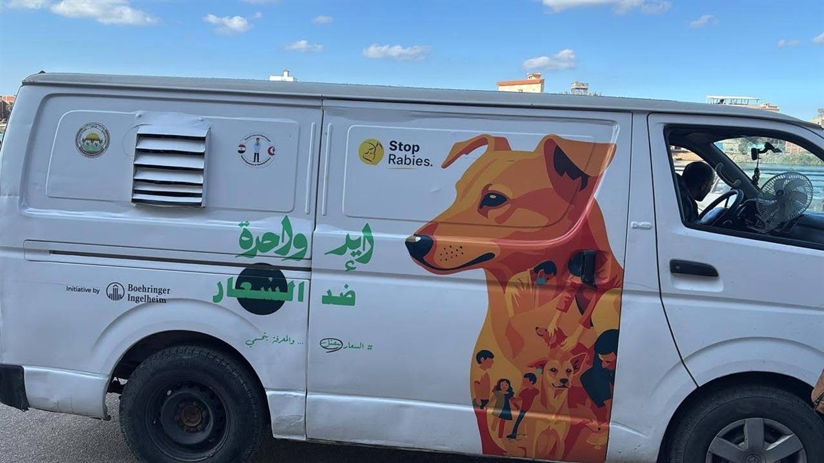 دمياط تبدأ تعقيم كلاب الشارع وتجهز مأوى