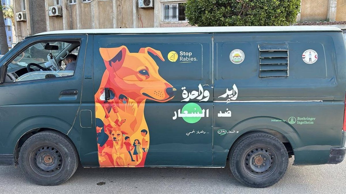خطة تعقيم كلاب الشارع تدخل التنفيذ بدمياط