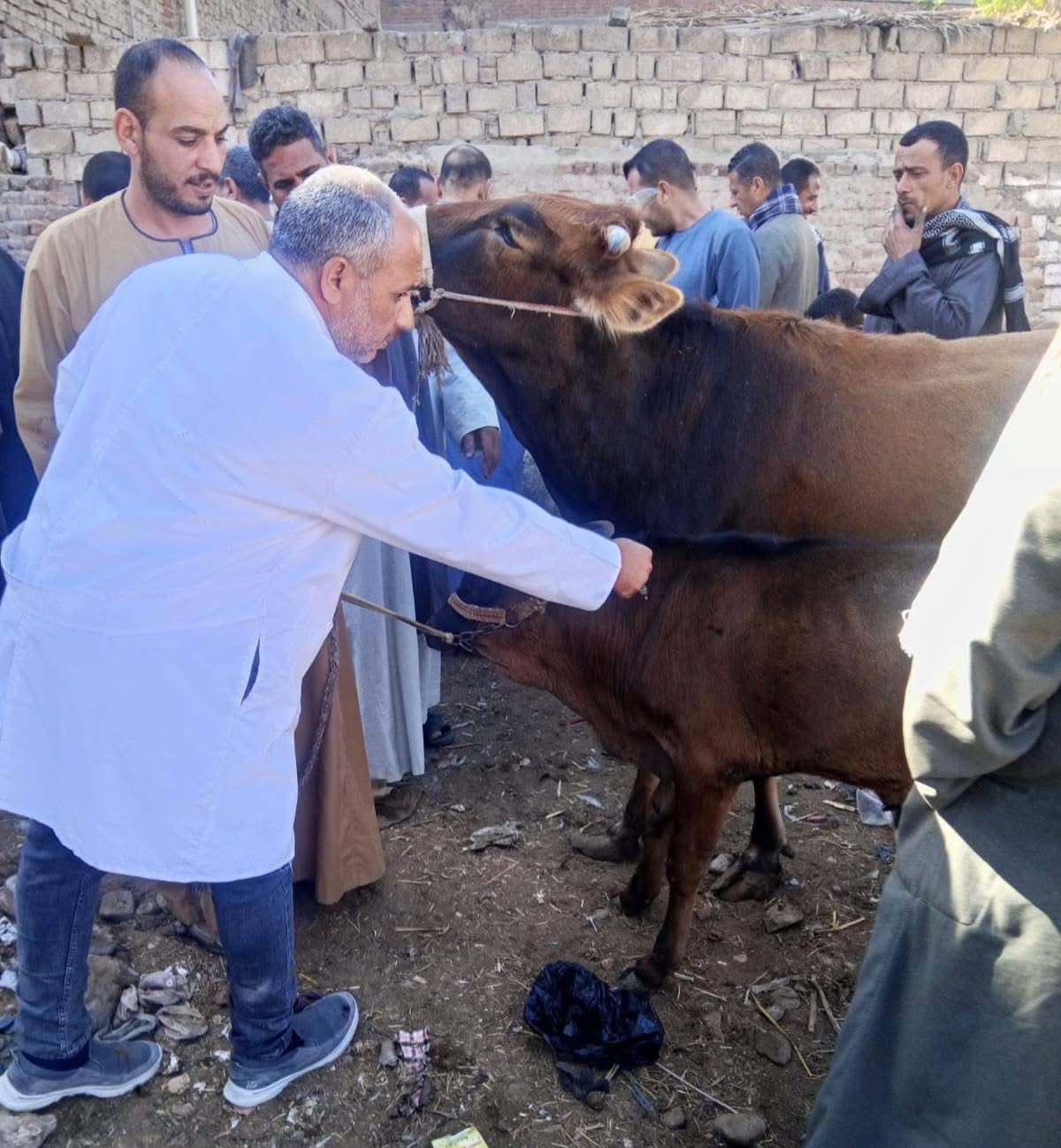 الجيزة تعلن انطلاق حملة التحصين ضد الجلد العقدي وجدري الضأن