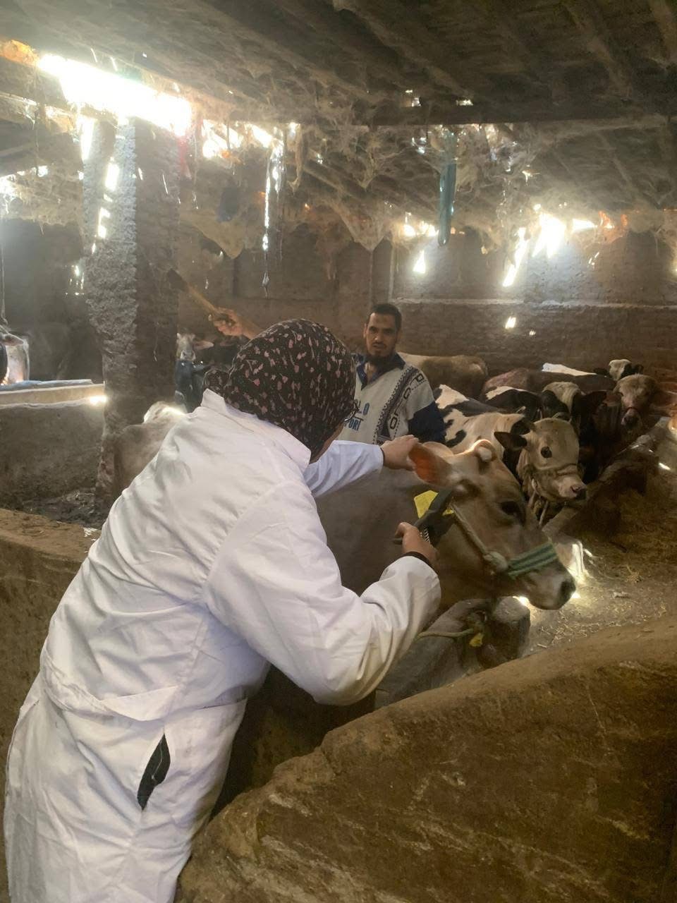 بدء تحصين الماشية ضد الجلد العقدي وجدري الضأن بمحافظة الجيزة
