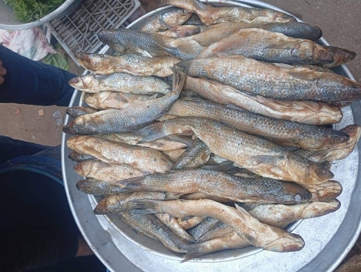 ضبط ربع طن أسماك مملحة مجهولة المصدر بمركز الشهداء في المنوفية