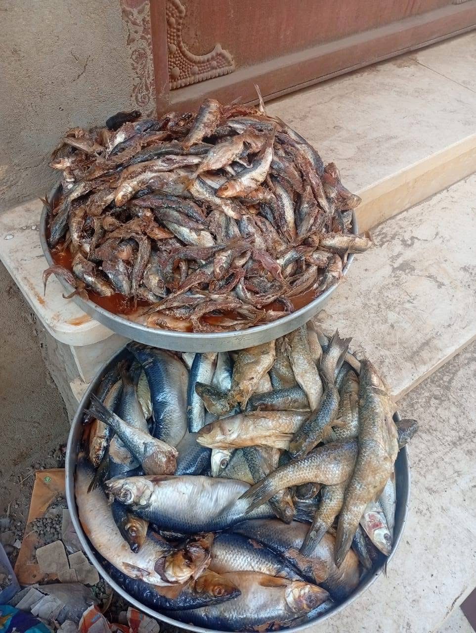 ضبط ربع طن أسماك مملحة فاسدة بمركز الشهداء في المنوفية