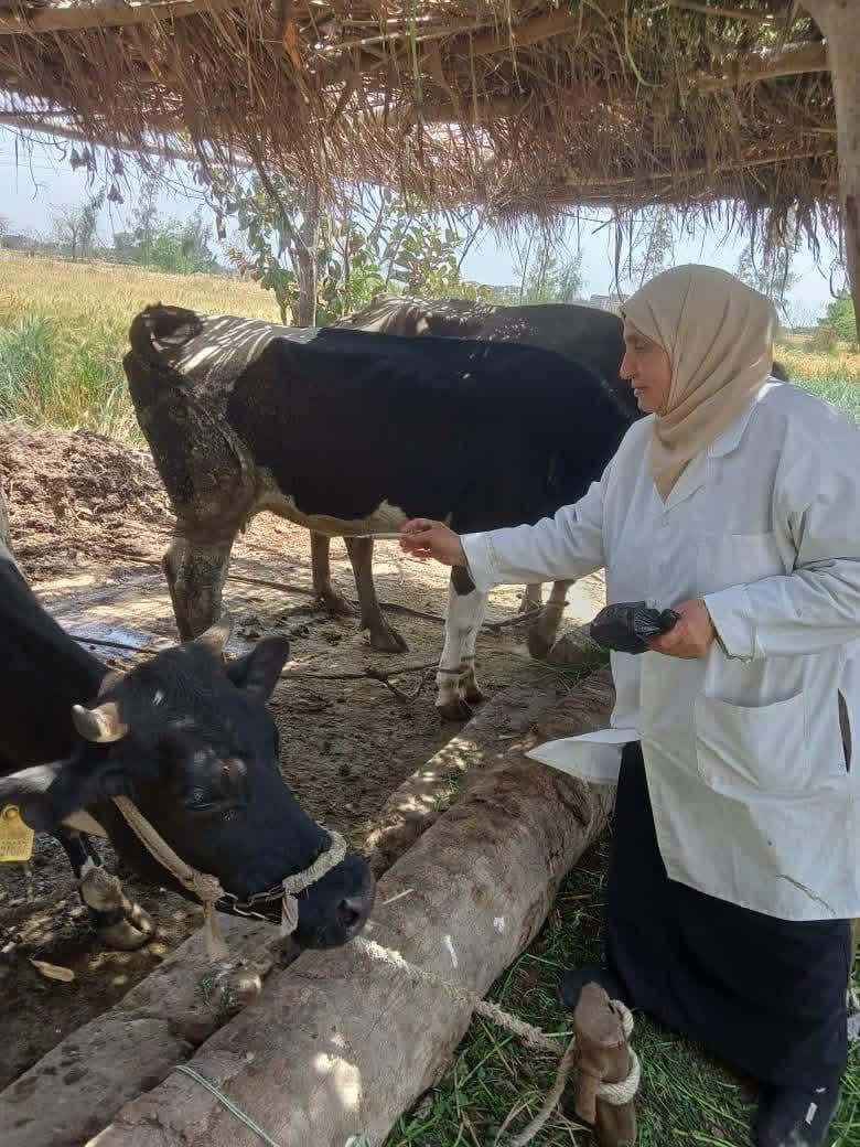 تحصين 255 ألف رأس ماشية في كفر الشيخ ضمن حملة الجلد العقدي