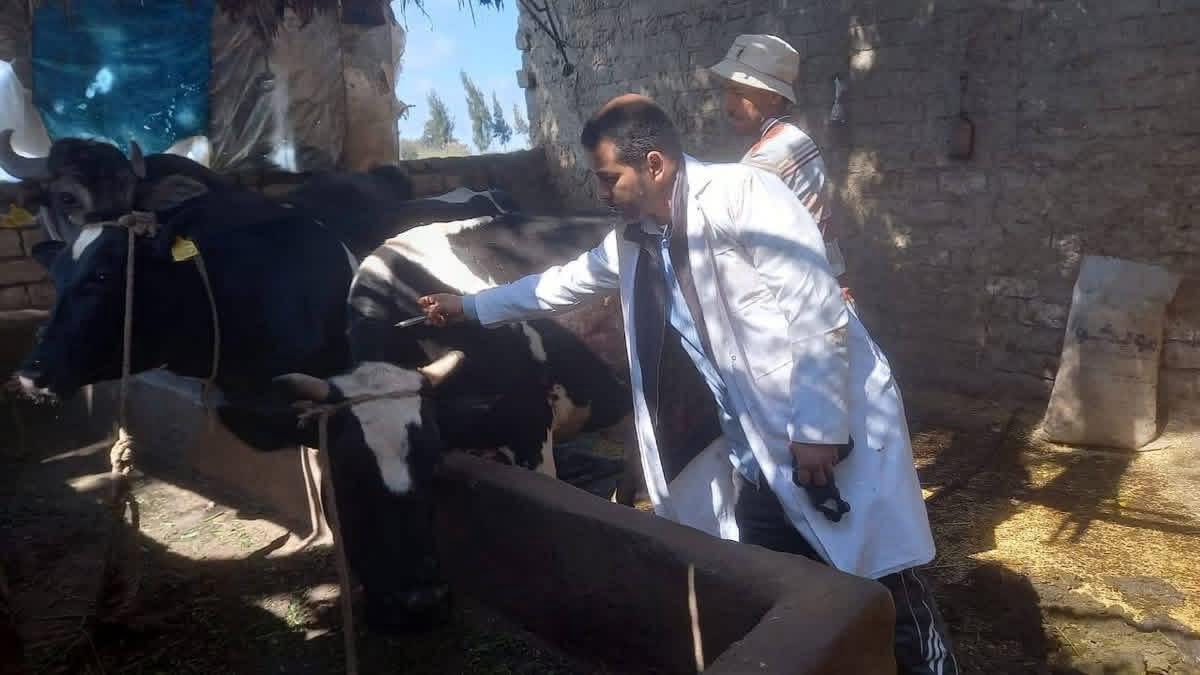 تحصين 255 ألف رأس ماشية بكفر الشيخ ضمن الحملة القومية ضد الجلد العقدي