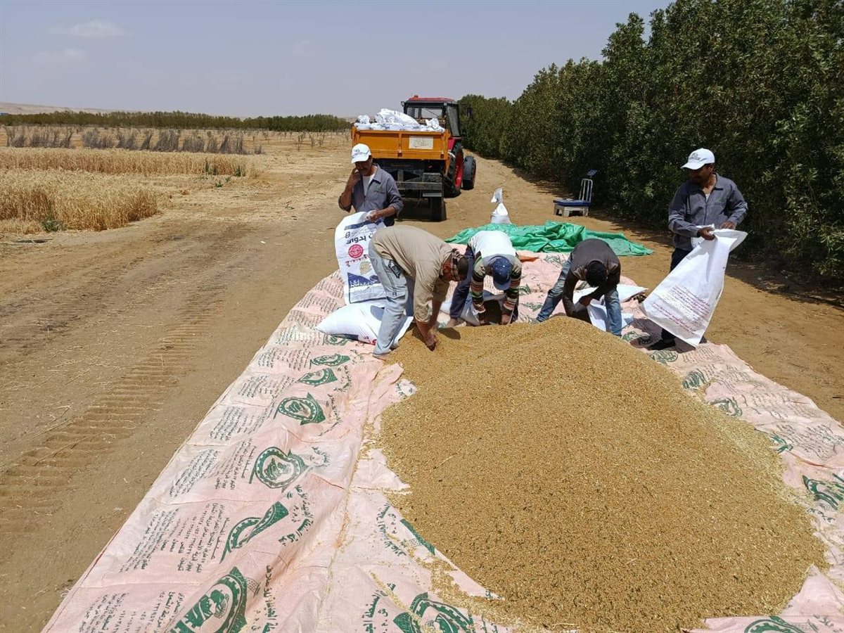 الريف المصري الجديد يعرض تجربة القمح متحمل الملوحة في المغرة
