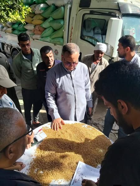 توريد 245 ألف طن و553 كيلو قمح محلي في الدقهلية