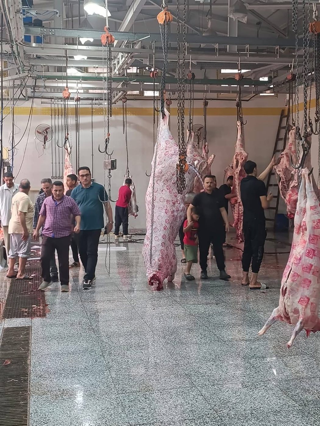 بدء تشغيل المجزر النصف آلي المطور في شبين الكوم قبل عيد الأضحى