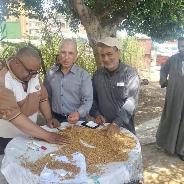 توريد 255 ألف طن و604 كيلو قمح محلي بالدقهلية
