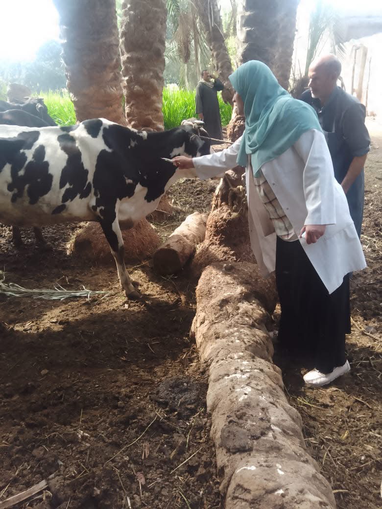 تحصين 227 ألف رأس ماشية في الجيزة