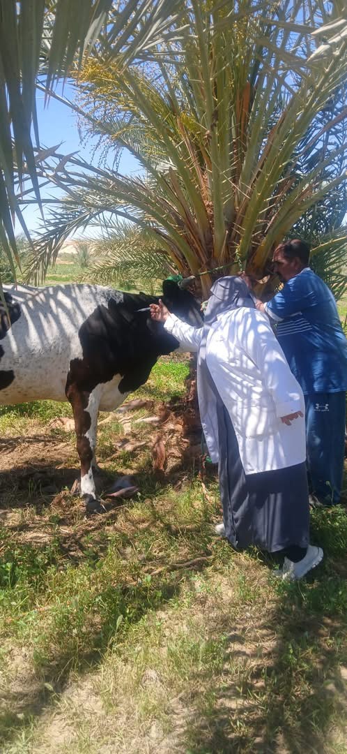 حملة بيطرية لتحصين الماشية ضد الحمى القلاعية بالجيزة