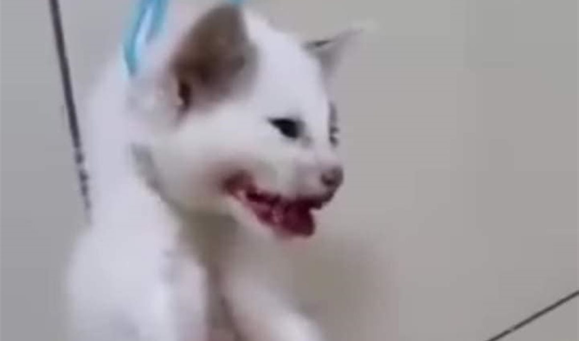قطة من الضحايا
