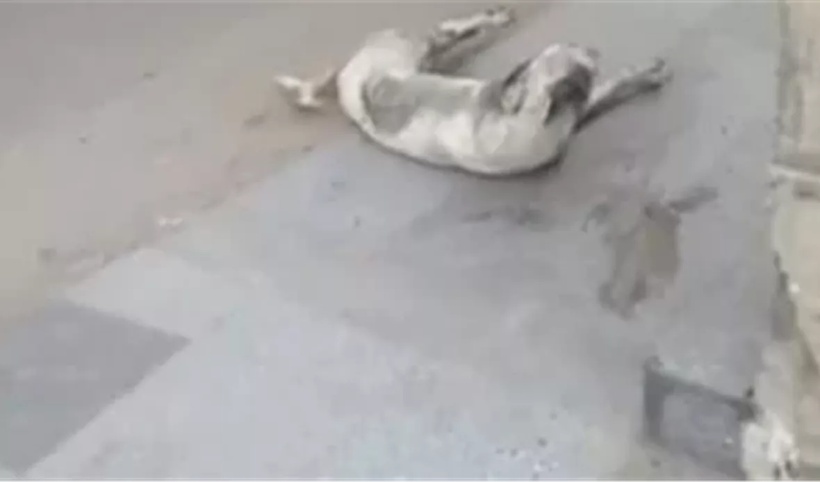 أرشيفية 