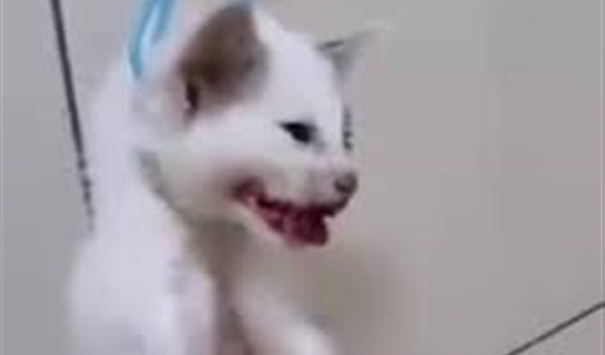 حساب أبو نوح 