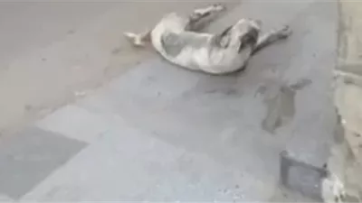 الداخلية: القبض على راعي أغنام اعتدى على كلب ضال في الشرقية
