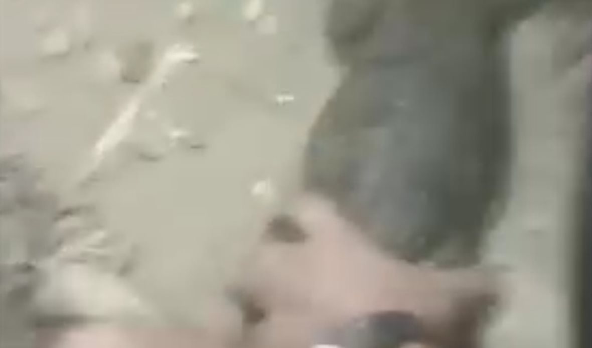 التمساح