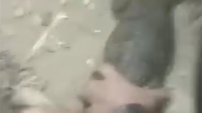 “القبض على تمساح صغير يثير الذعر بترعة الشبرمانتية في البدرشين (صور)”