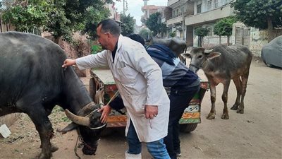 117 ألف رأس ماشية تم تحصينهم: الدقهلية تنجح في حملة تحصين واسعة ضد الحمى القلاعية