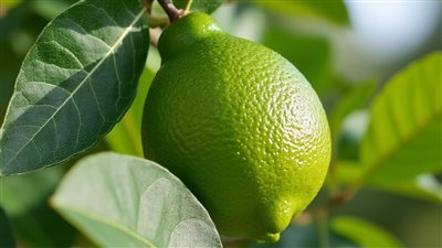 الليمون الأخضر: كنز طبيعي يعزز المناعة، يحسن الهضم ويعالج البشرة والشعر