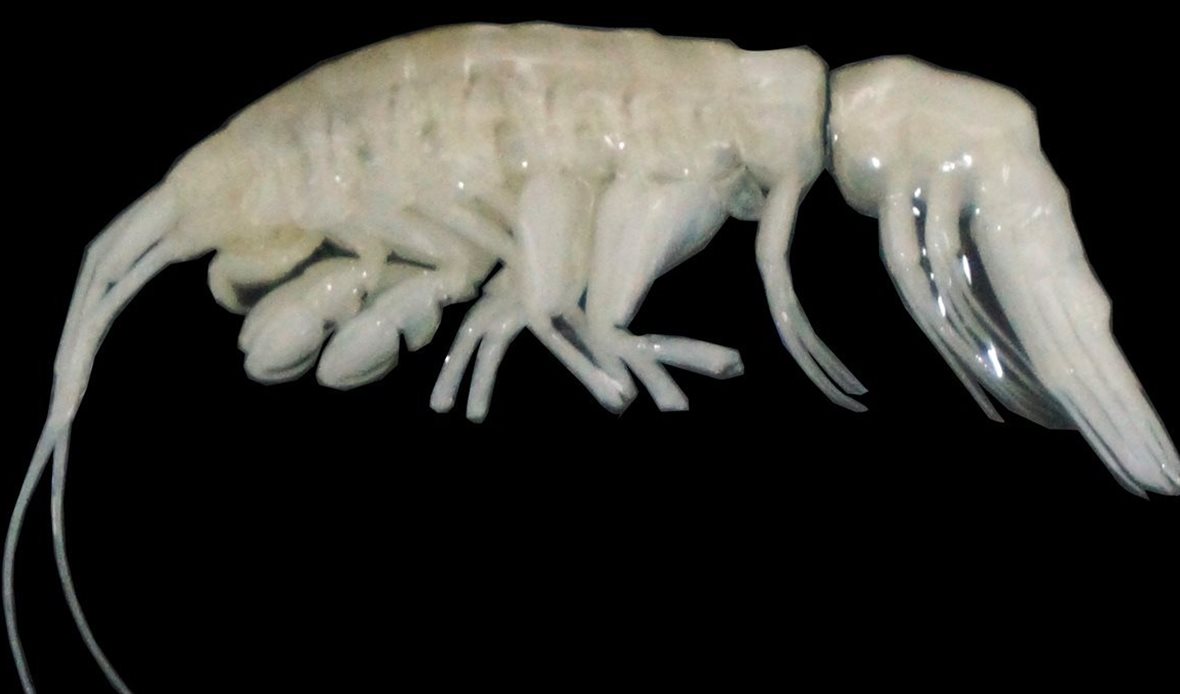 Dulcibella camanchaca