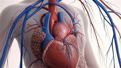 احذر هذه العلامات.. 7 مؤشرات تكشف ضعف الدورة الدموية و10 طرق لتحسينها