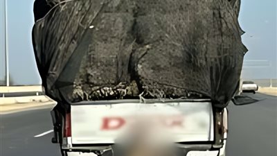 ضبط قائد سيارة ربط ثعلب بصندوق سيارته على طريق القاهرة/الإسماعيلية
