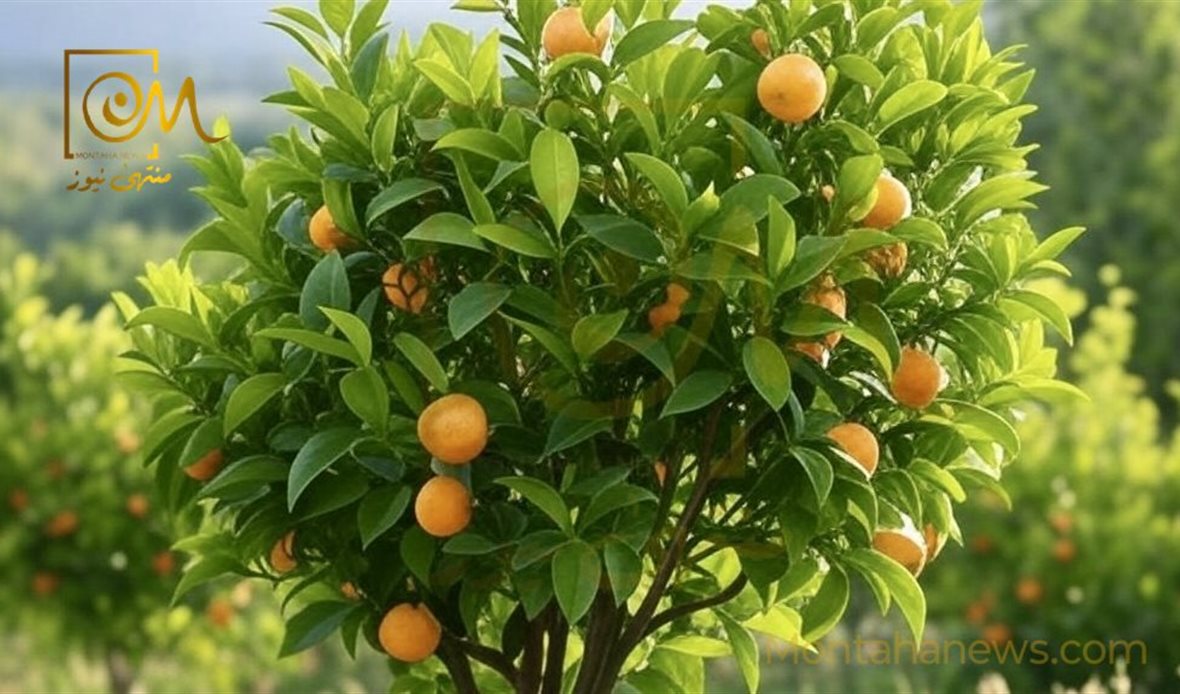 البرجموت يوازن إفراز